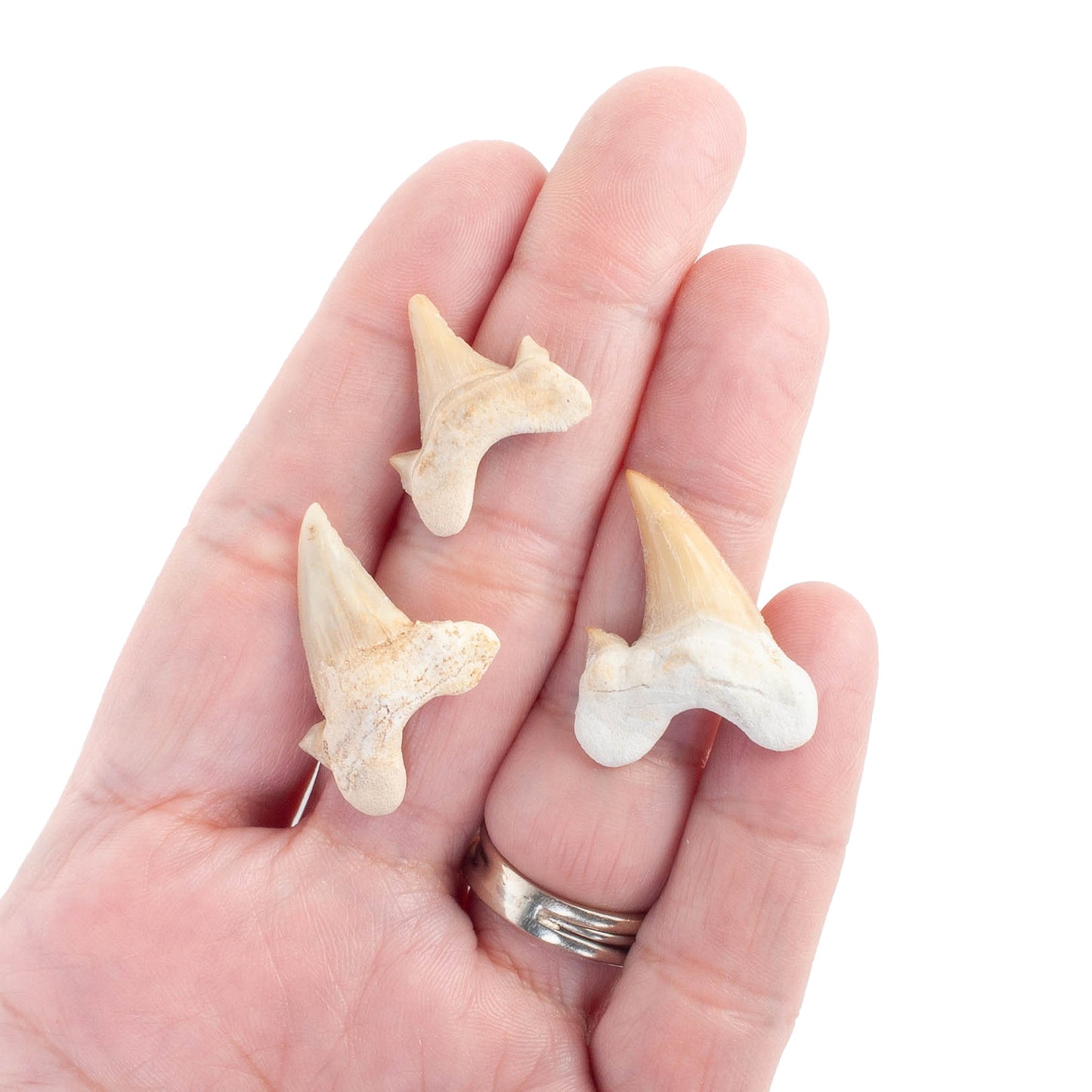 Shark Teeth - 3pcs.