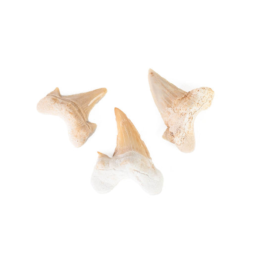 Shark Teeth - 3pcs.