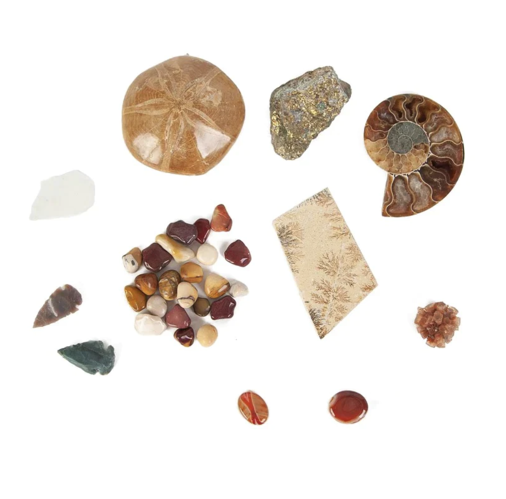 Lucy's Fossil Pack