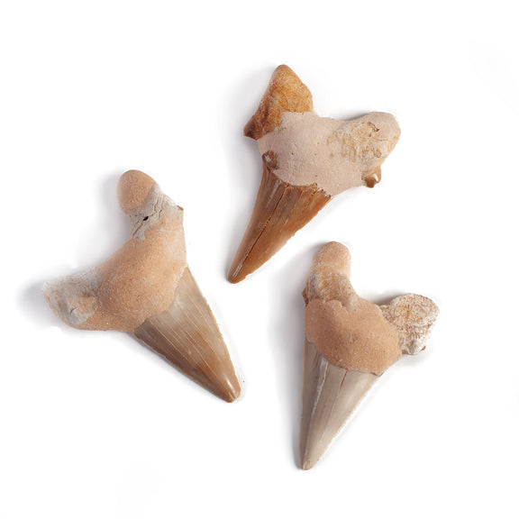 Shark Tooth