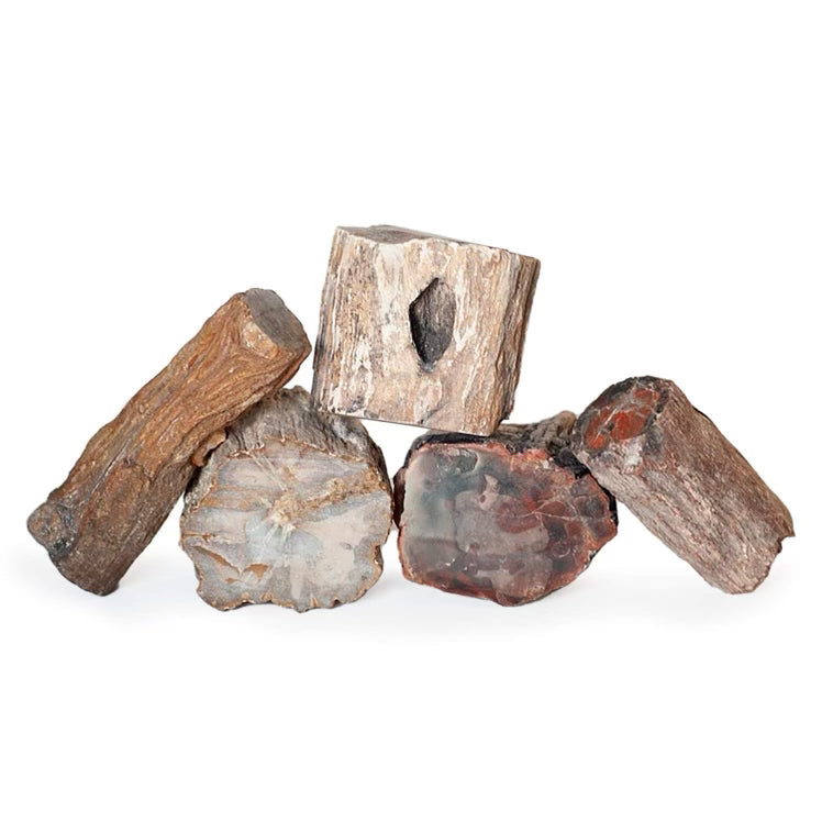 Petrified Wood Chunk