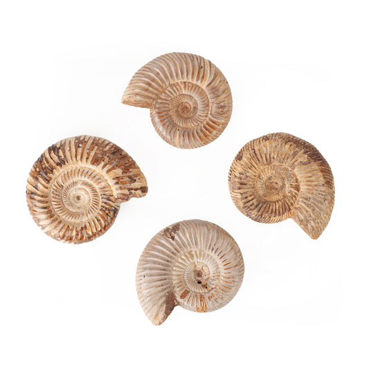 Fossilized Ammonite
